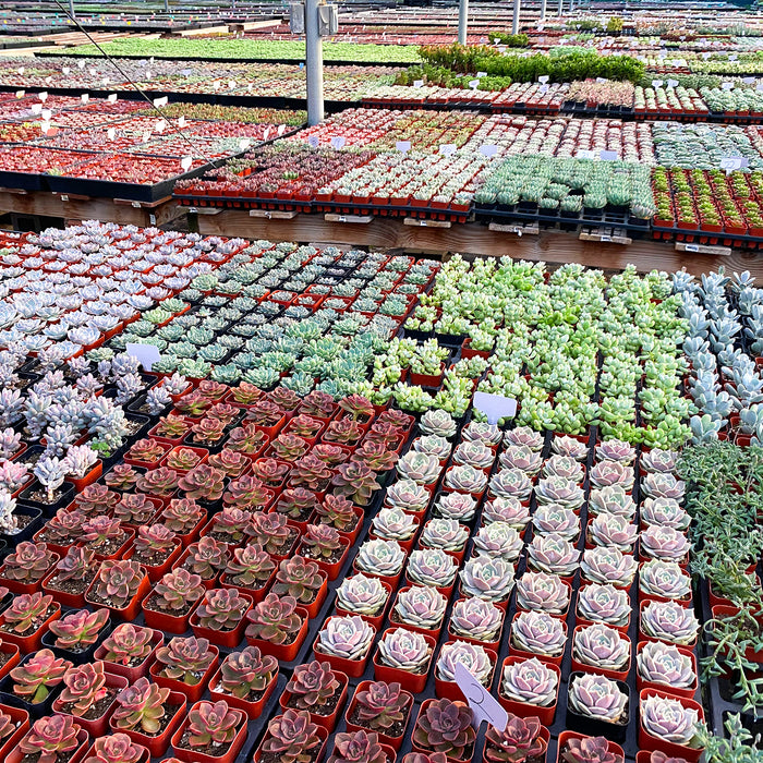 72 Assorted Succulents (6 Varieties)