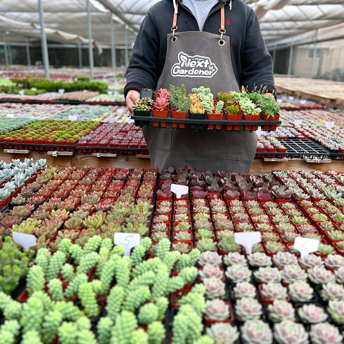 72 Assorted Succulents (6 Varieties)