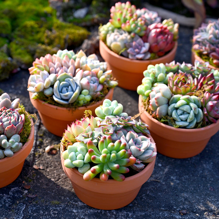 72 Assorted Succulents (6 Varieties)