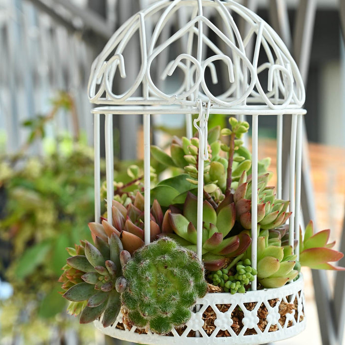 72 Assorted Succulents (6 Varieties)