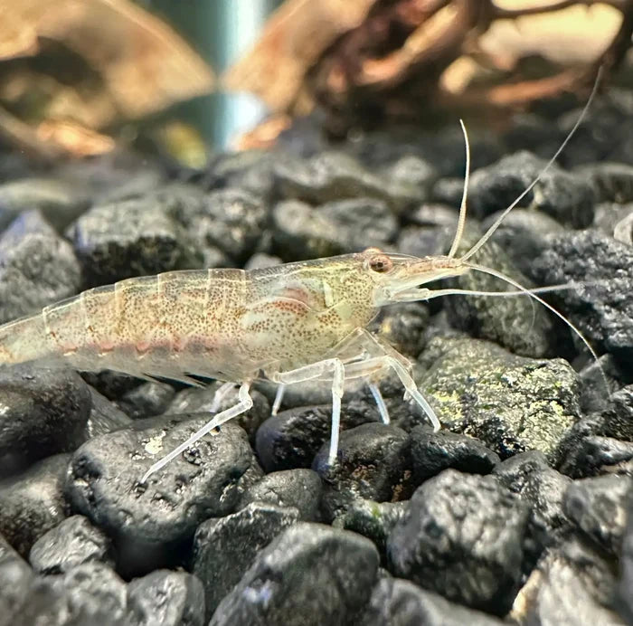 Clear Amano Shrimp on black gravel bed in glass aquarium