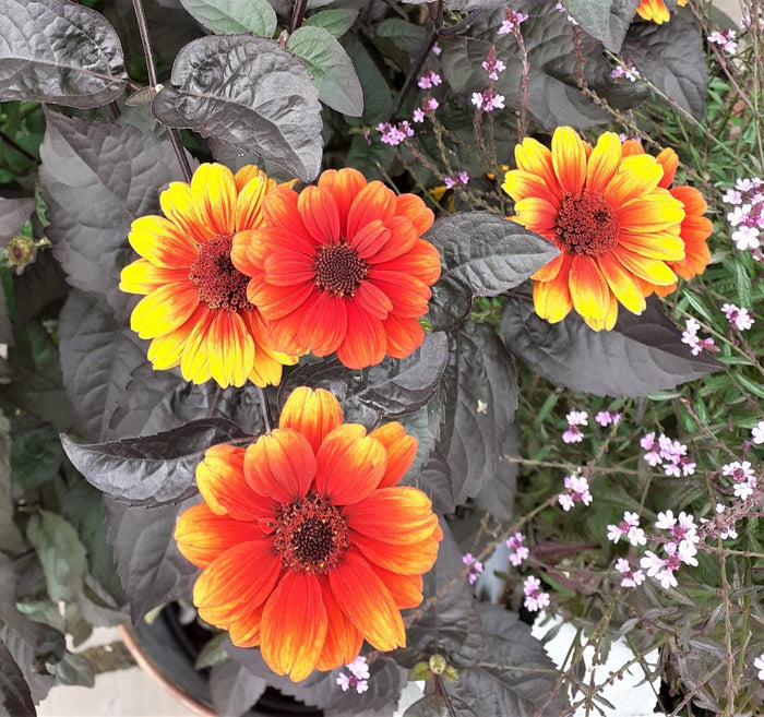 Close-up of a newly opened Bleeding Hearts Heliopsis flower with intense orange-red petals and a dark red center