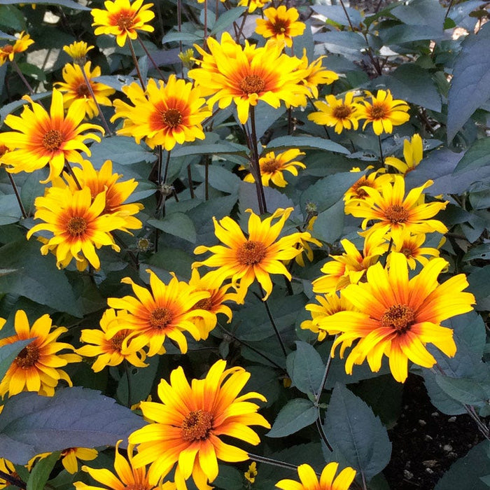 Burning Hearts Heliopsis with golden-yellow flowers, fiery red-orange centers, purple stems and dark bronze foliage