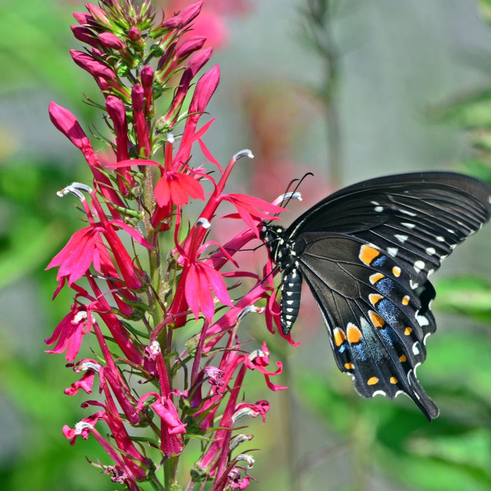 Cardinal Flower planted along a pond edge with green foliage and vivid red summer flowers attacting pollinators