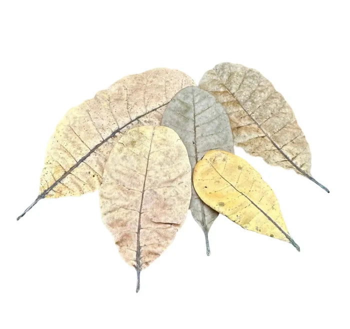 Cashew leaves: 10 pcs of dried, textured beige-yellow leaves with veining