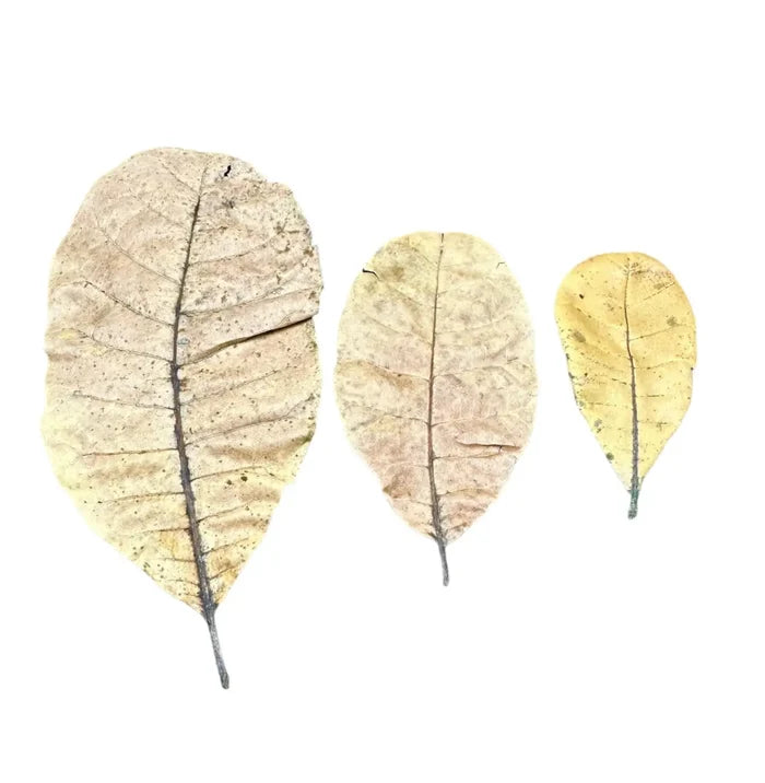 Three dried autumn-colored cashew leaves with veins and curled edges, 10 pcs