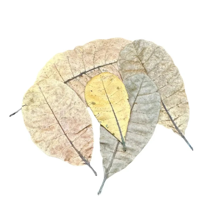 Cashew leaves, 10 pcs, dried in muted beige and yellow tones