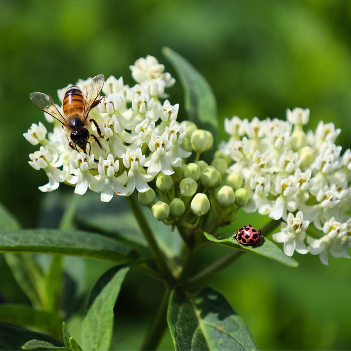 White Ice Ballet Milkweed flowers attracting pollinators in a rain garden