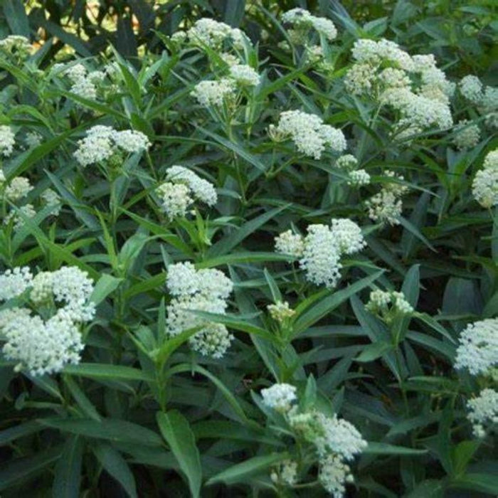 ce Ballet Swamp Milkweed planted with native perennials in a pollinator border