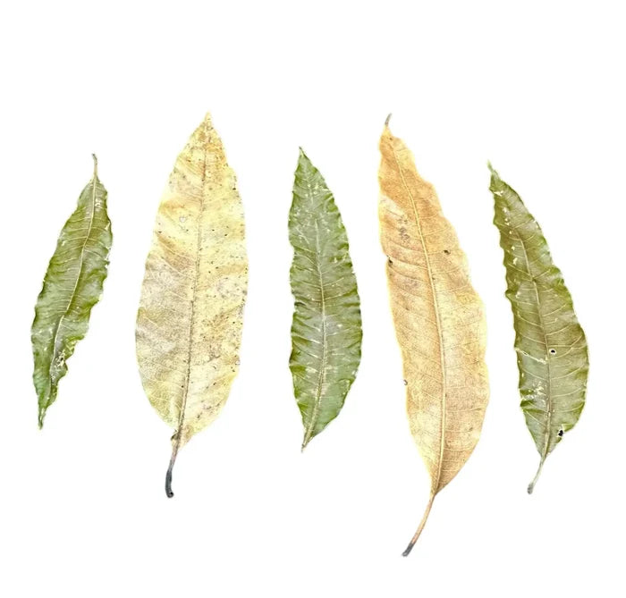Five dried mango leaves in green and yellow shades with veins, 10 pcs