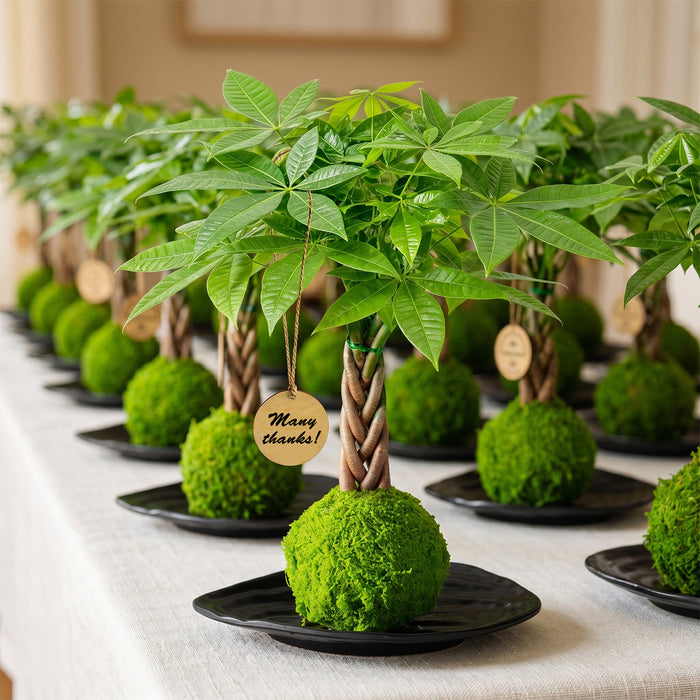 Money Tree Kokedama Gift for Business Events, Community Gifts