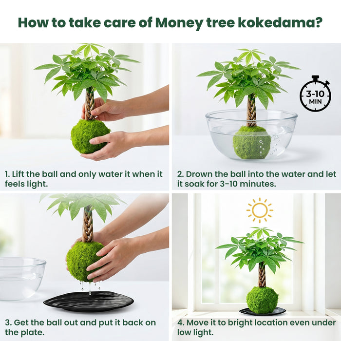 Money Tree Kokedama Gift for Business Events, Community Gifts
