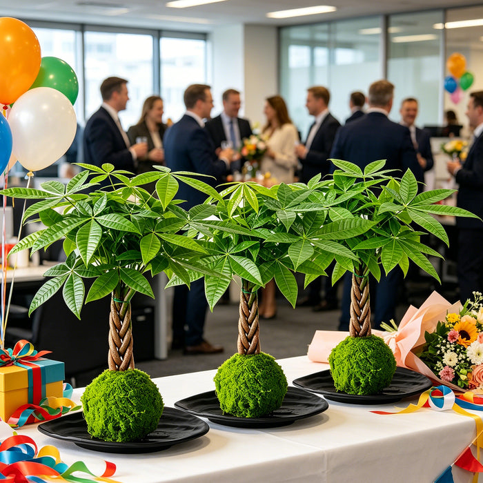 Money Tree Kokedama Gift for Business Events, Community Gifts