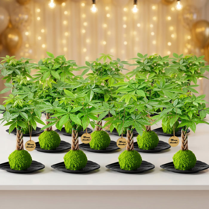 Money Tree Kokedama Gift for Business Events, Community Gifts