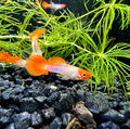 Vibrant orange and white snakeskin koi guppy pair with flowing fins swimming among green aquatic plants in aquarium