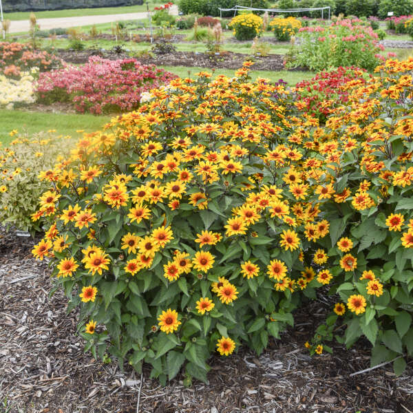 Mature Sundial False Sunflower forming a tall rounded clump in a sunny native perennial border