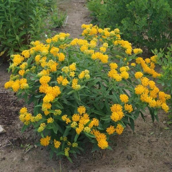 Yellow Butterfly Weed with golden Asclepias tuberosa Hello Yellow flowers blooming in a sunny pollinator garden