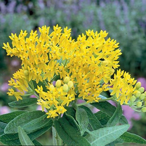 Hello Yellow Butterfly Weed growing with coneflowers and grasses in a pollinator border